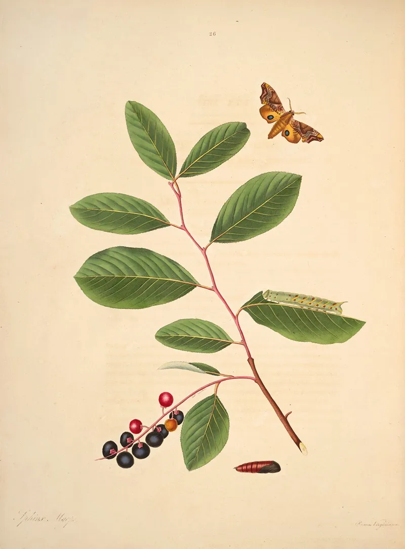 The Natural History Of The Rarer Lepidopterous Insects Of Georgia Pl 026 Wall Art by James Edward Smith - High-Resolution Digital Print