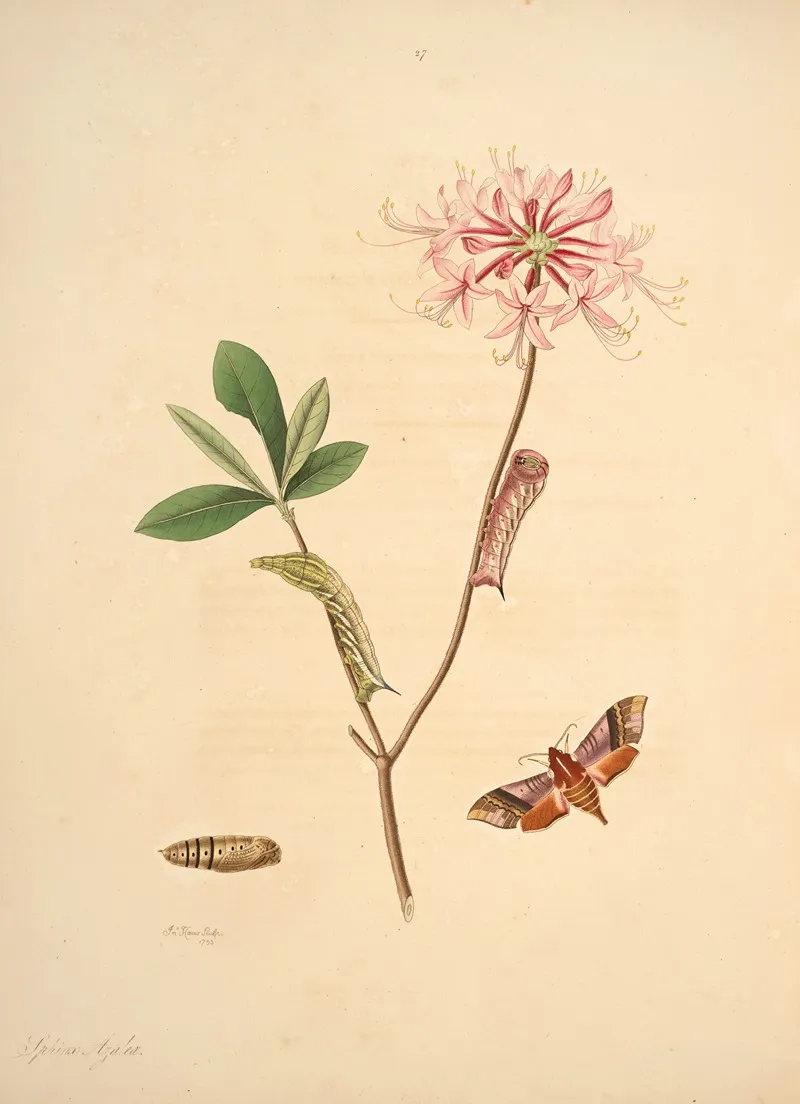 The Natural History Of The Rarer Lepidopterous Insects Of Georgia Pl 027 Wall Art by James Edward Smith - High-Resolution Digital Print