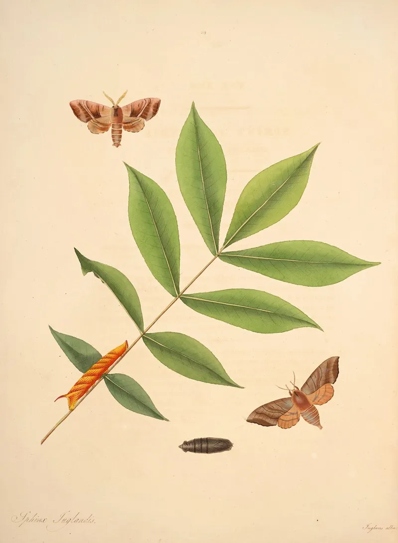 The Natural History Of The Rarer Lepidopterous Insects Of Georgia Pl 029 Wall Art by James Edward Smith - High-Resolution Digital Print