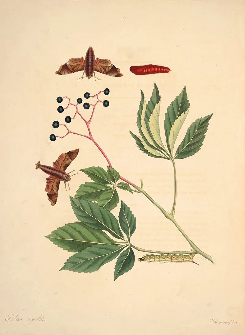 The Natural History Of The Rarer Lepidopterous Insects Of Georgia Pl 030 Wall Art by James Edward Smith - High-Resolution Digital Print