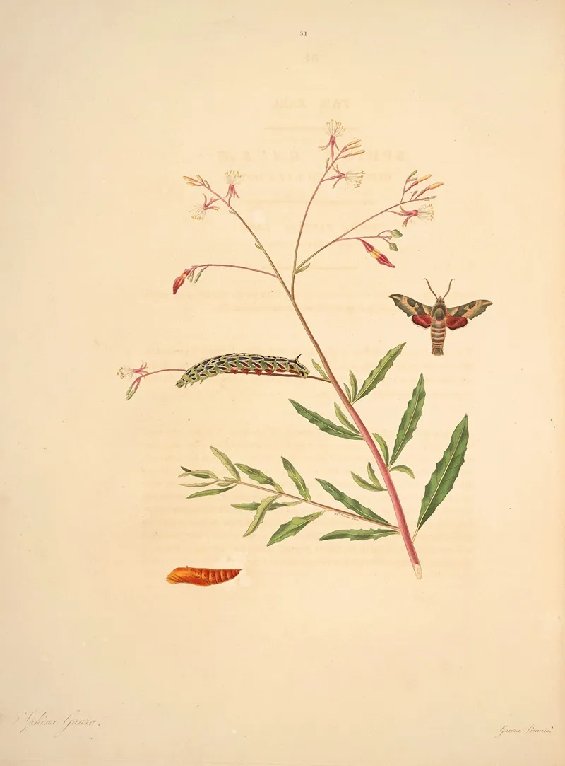 The Natural History Of The Rarer Lepidopterous Insects Of Georgia Pl 031 Wall Art by James Edward Smith - High-Resolution Digital Print