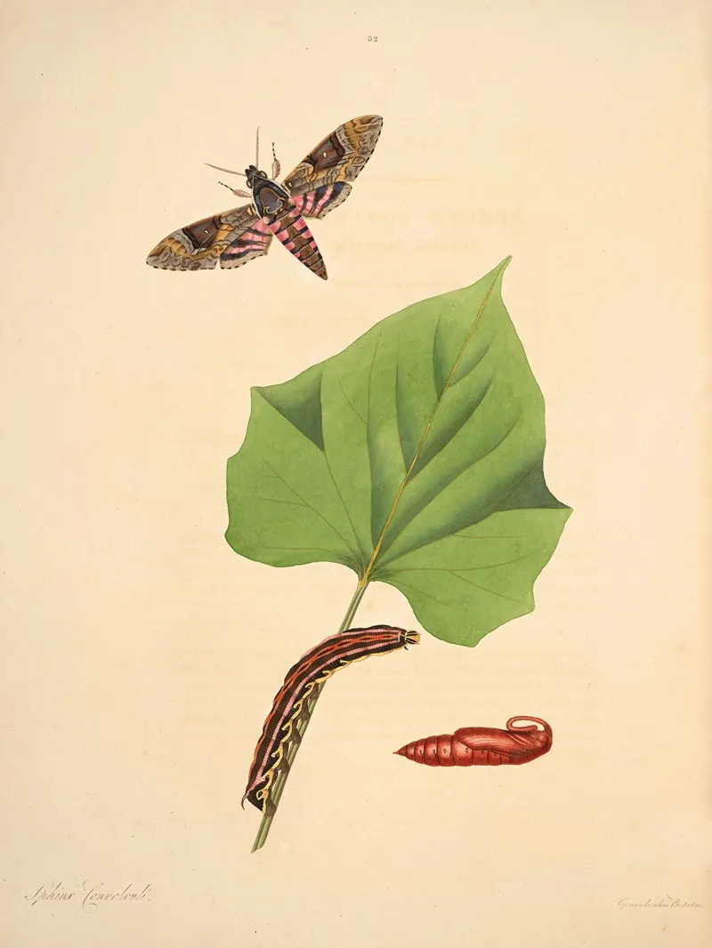 The Natural History Of The Rarer Lepidopterous Insects Of Georgia Pl 032 Wall Art by James Edward Smith - High-Resolution Digital Print