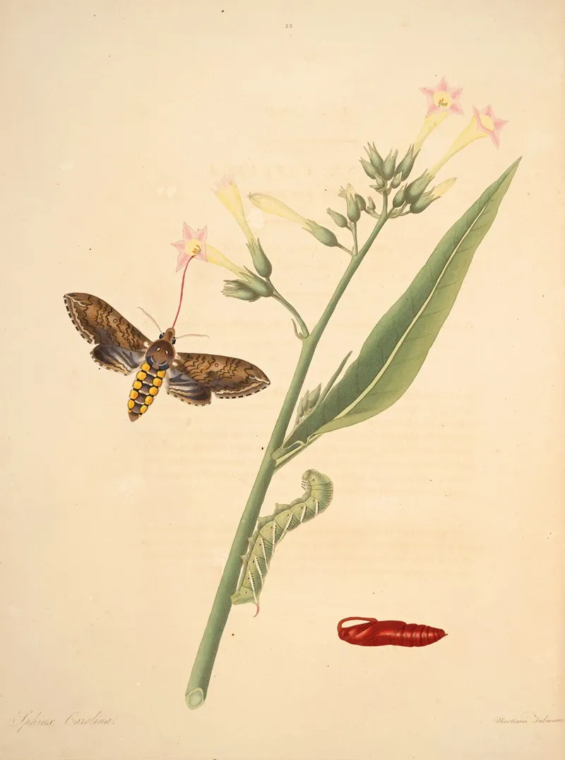 The Natural History Of The Rarer Lepidopterous Insects Of Georgia Pl 033 Wall Art by James Edward Smith - High-Resolution Digital Print