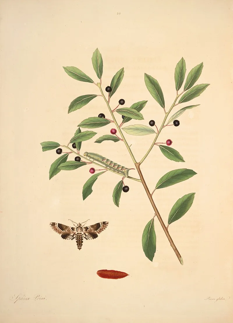 The Natural History Of The Rarer Lepidopterous Insects Of Georgia Pl 035 Wall Art by James Edward Smith - High-Resolution Digital Print