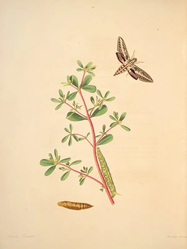 The Natural History Of The Rarer Lepidopterous Insects Of Georgia Pl 039 Wall Art by James Edward Smith - High-Resolution Digital Print