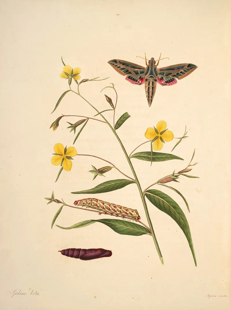 The Natural History Of The Rarer Lepidopterous Insects Of Georgia Pl 040 Wall Art by James Edward Smith - High-Resolution Digital Print