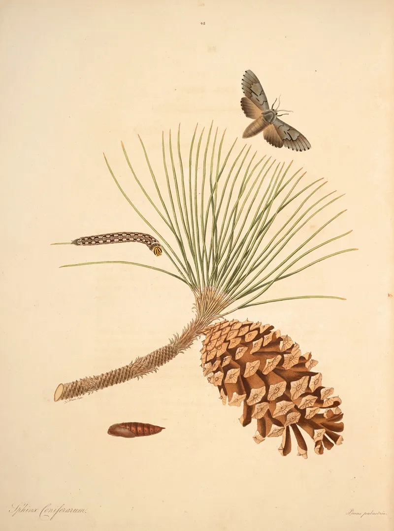 The Natural History Of The Rarer Lepidopterous Insects Of Georgia Pl 042 Wall Art by James Edward Smith - High-Resolution Digital Print