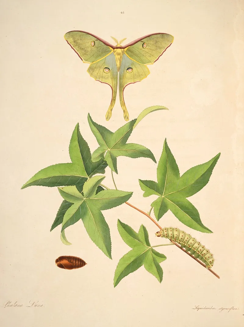 The Natural History Of The Rarer Lepidopterous Insects Of Georgia Pl 048 Wall Art by James Edward Smith - High-Resolution Digital Print