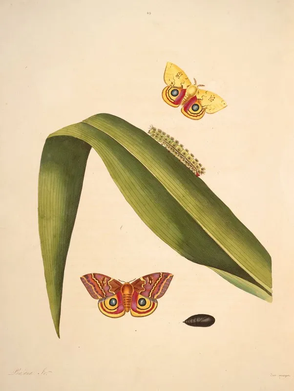 The Natural History Of The Rarer Lepidopterous Insects Of Georgia Pl 049 Wall Art by James Edward Smith - High-Resolution Digital Print