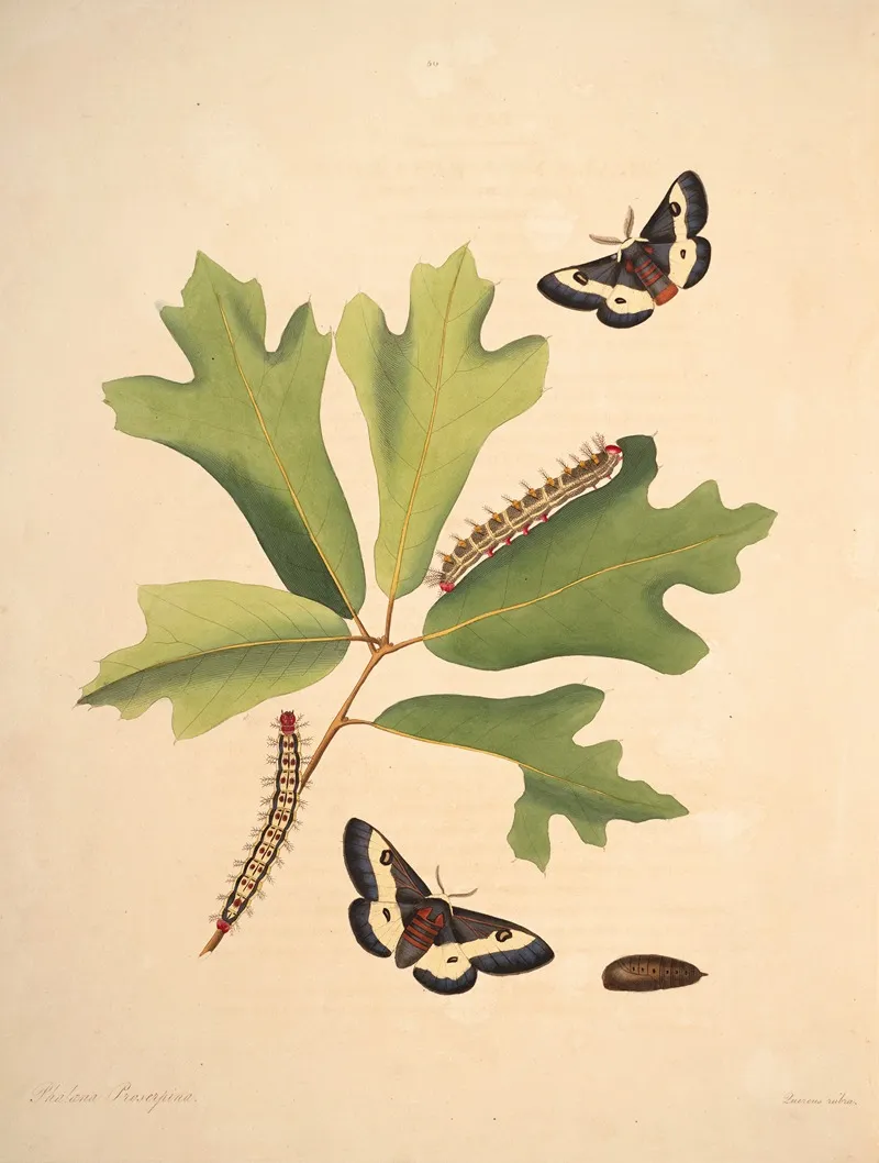 The Natural History Of The Rarer Lepidopterous Insects Of Georgia Pl 050 Wall Art by James Edward Smith - High-Resolution Digital Print