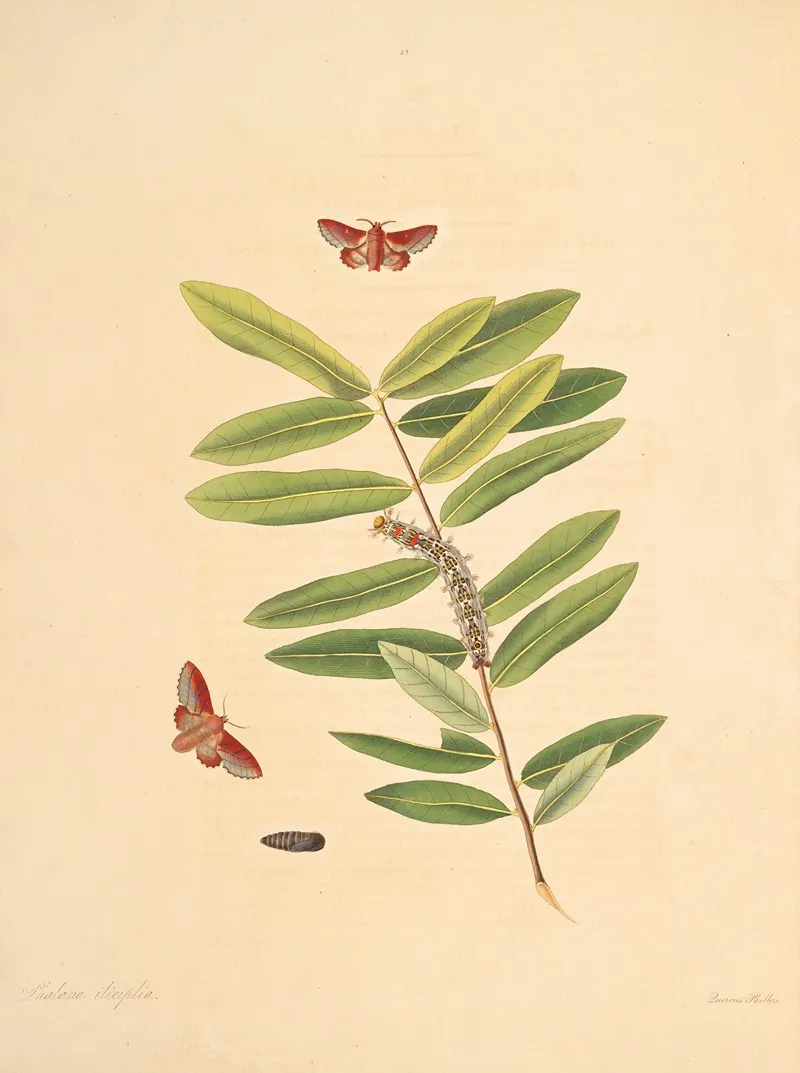 The Natural History Of The Rarer Lepidopterous Insects Of Georgia Pl 051 Wall Art by James Edward Smith - High-Resolution Digital Print
