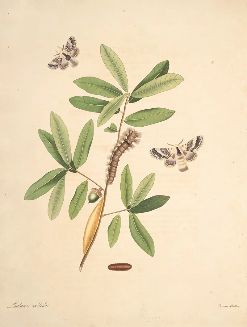 The Natural History Of The Rarer Lepidopterous Insects Of Georgia Pl 052 Wall Art by James Edward Smith - High-Resolution Digital Print