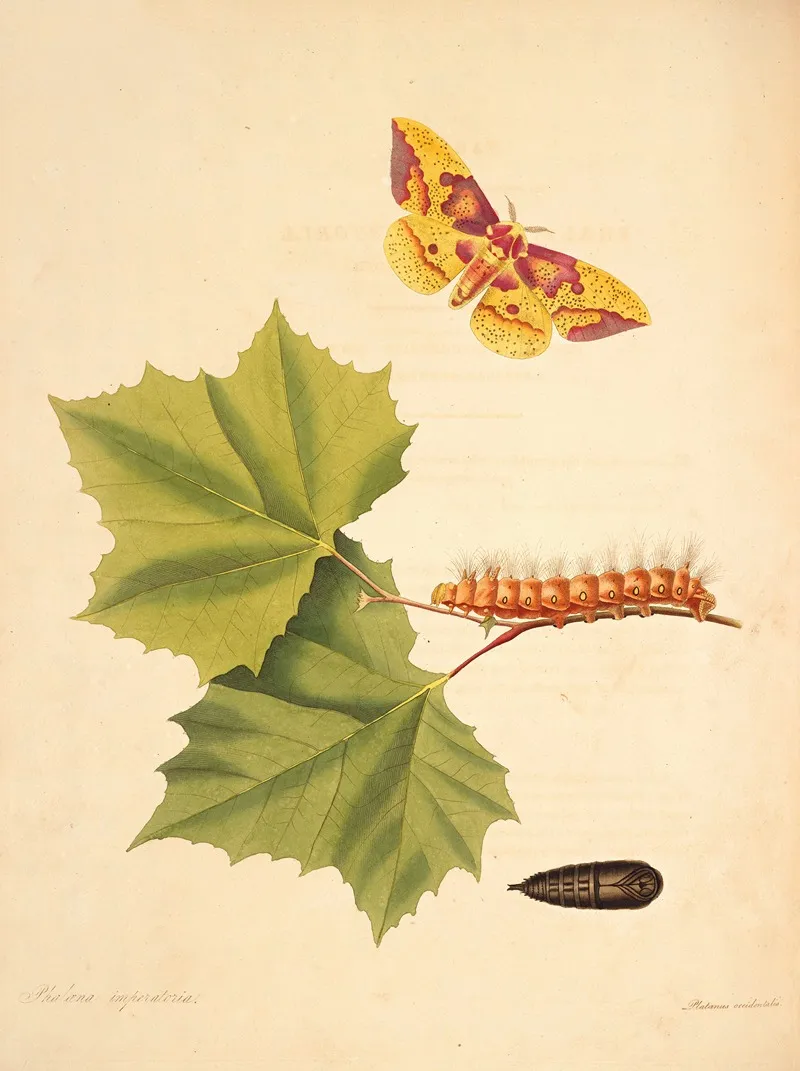 The Natural History Of The Rarer Lepidopterous Insects Of Georgia Pl 055 Wall Art by James Edward Smith - High-Resolution Digital Print