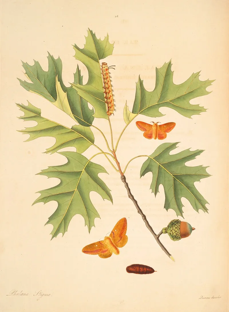 The Natural History Of The Rarer Lepidopterous Insects Of Georgia Pl 056 Wall Art by James Edward Smith - High-Resolution Digital Print