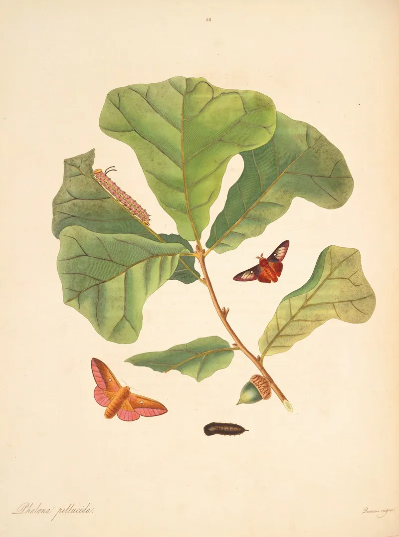 The Natural History Of The Rarer Lepidopterous Insects Of Georgia Pl 058 Wall Art by James Edward Smith - High-Resolution Digital Print
