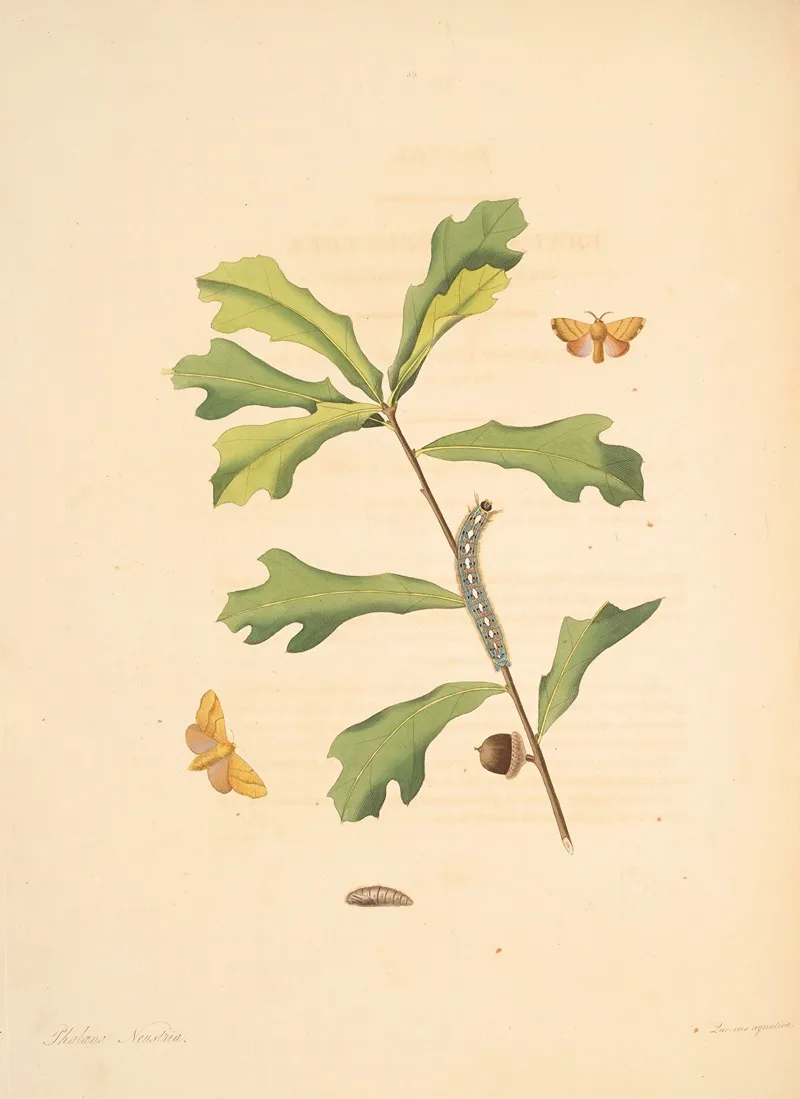 The Natural History Of The Rarer Lepidopterous Insects Of Georgia Pl 059 Wall Art by James Edward Smith - High-Resolution Digital Print