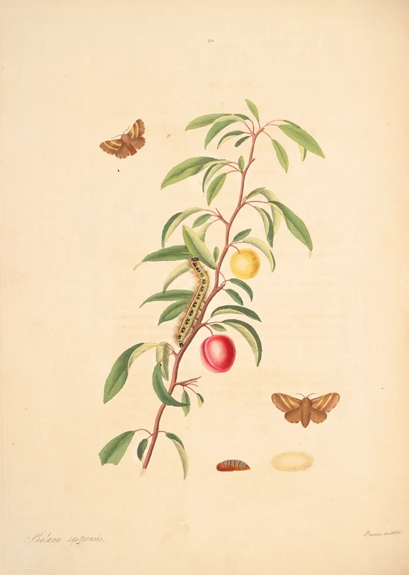 The Natural History Of The Rarer Lepidopterous Insects Of Georgia Pl 060 Wall Art by James Edward Smith - High-Resolution Digital Print