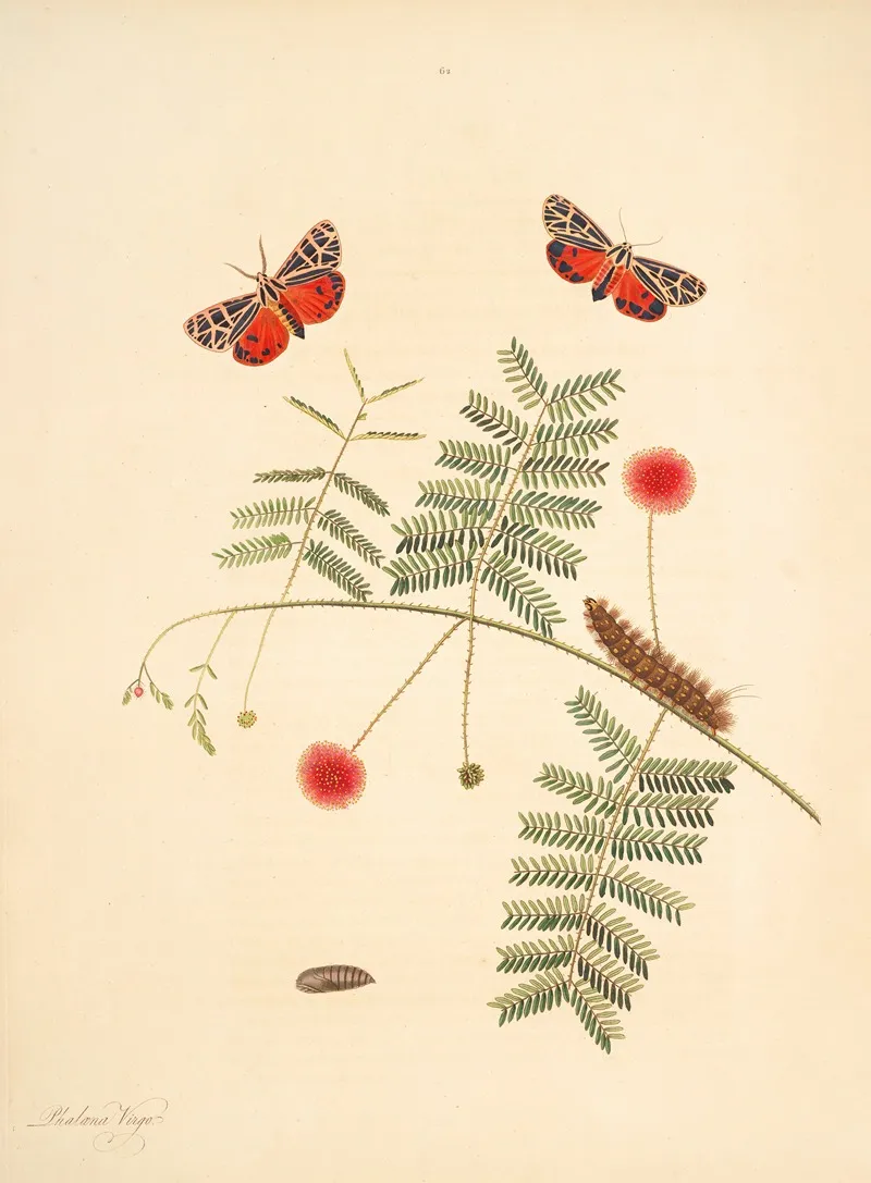 The Natural History Of The Rarer Lepidopterous Insects Of Georgia Pl 062 Wall Art by James Edward Smith - High-Resolution Digital Print
