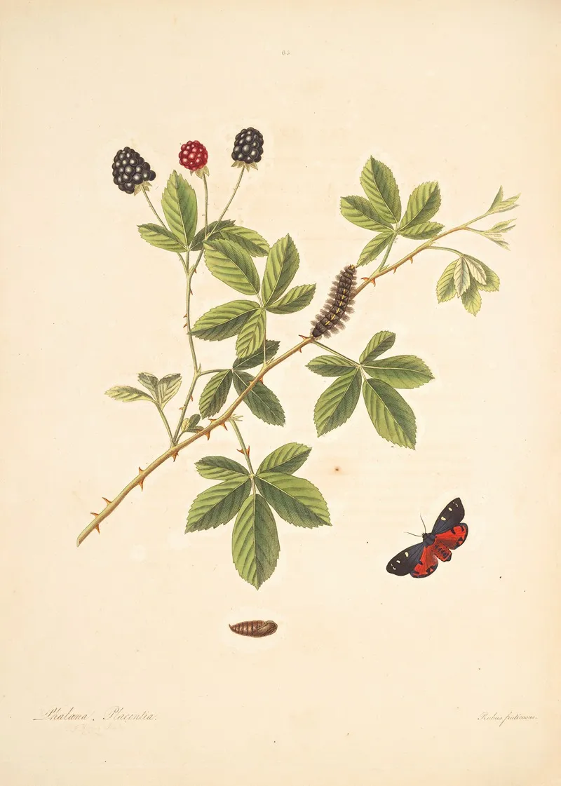The Natural History Of The Rarer Lepidopterous Insects Of Georgia Pl 065 Wall Art by James Edward Smith - High-Resolution Digital Print