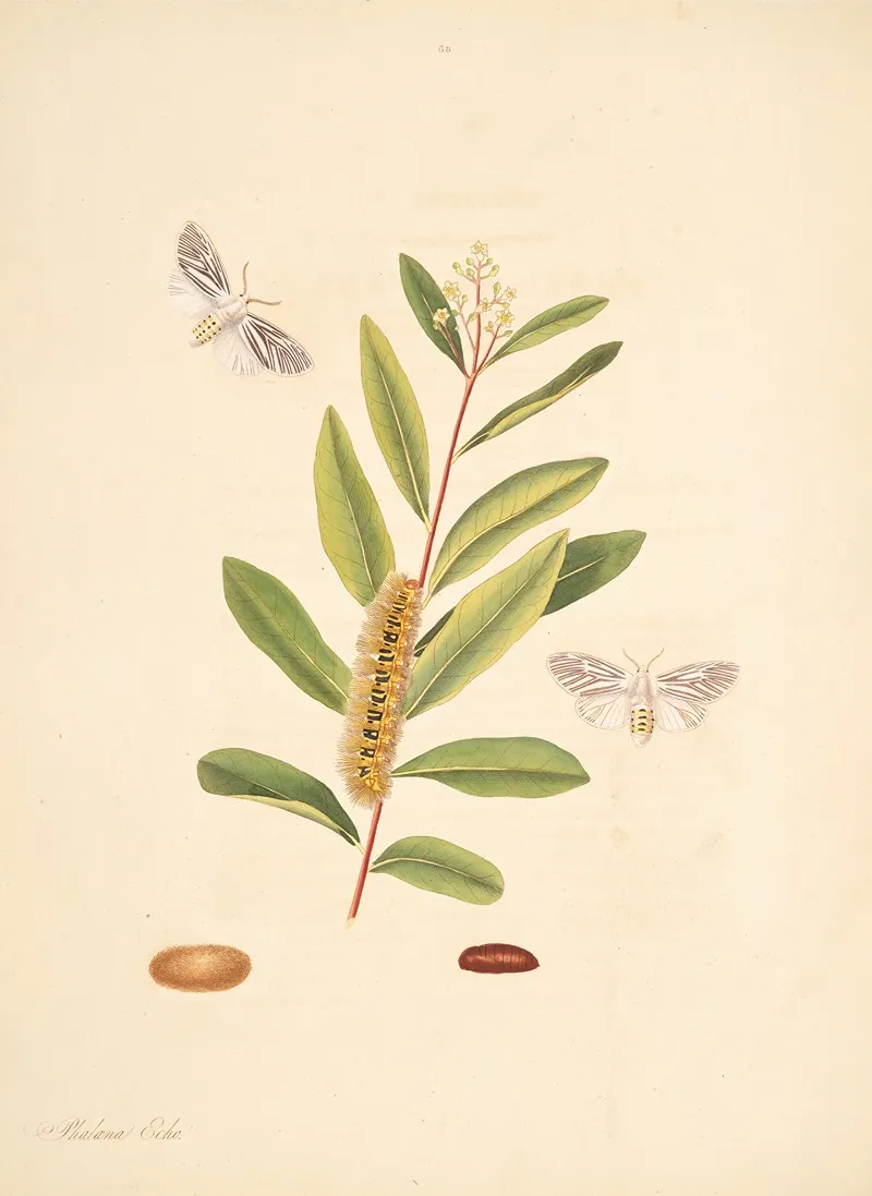 The Natural History Of The Rarer Lepidopterous Insects Of Georgia Pl 068 Wall Art by James Edward Smith - High-Resolution Digital Print