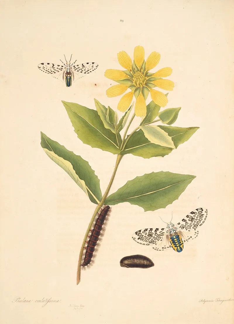 The Natural History Of The Rarer Lepidopterous Insects Of Georgia Pl 069 Wall Art by James Edward Smith - High-Resolution Digital Print