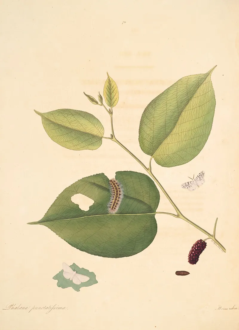 The Natural History Of The Rarer Lepidopterous Insects Of Georgia Pl 070 Wall Art by James Edward Smith - High-Resolution Digital Print