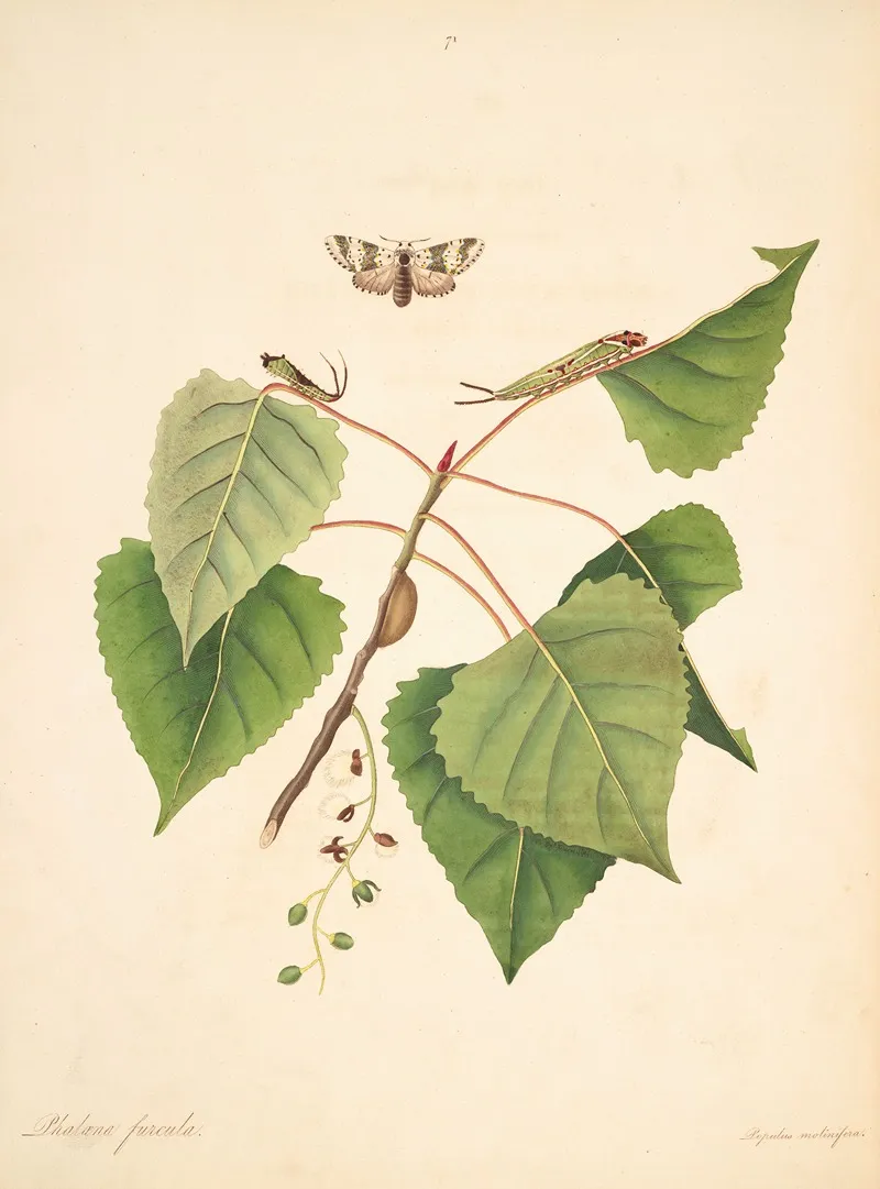 The Natural History Of The Rarer Lepidopterous Insects Of Georgia Pl 071 Wall Art by James Edward Smith - High-Resolution Digital Print