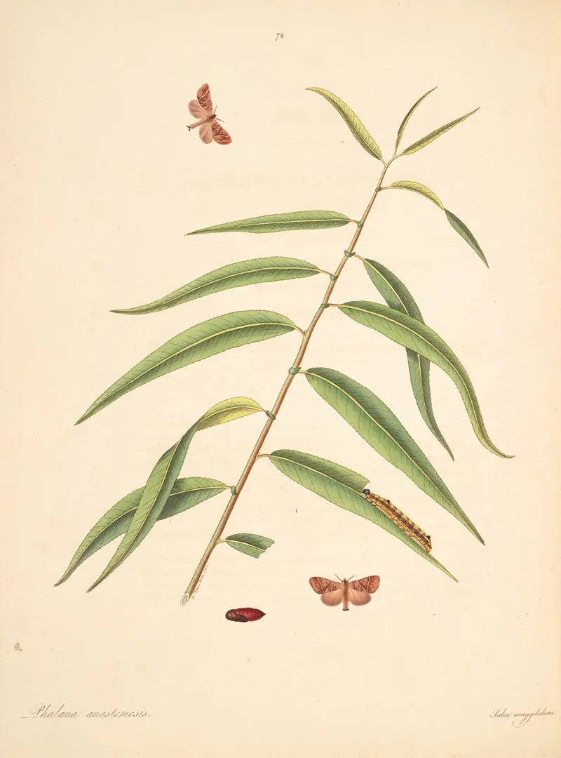 The Natural History Of The Rarer Lepidopterous Insects Of Georgia Pl 072 Wall Art by James Edward Smith - High-Resolution Digital Print