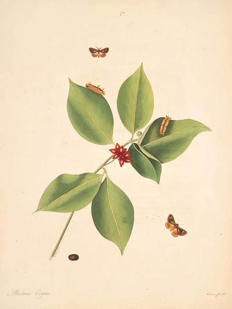 The Natural History Of The Rarer Lepidopterous Insects Of Georgia Pl 073 Wall Art by James Edward Smith - High-Resolution Digital Print