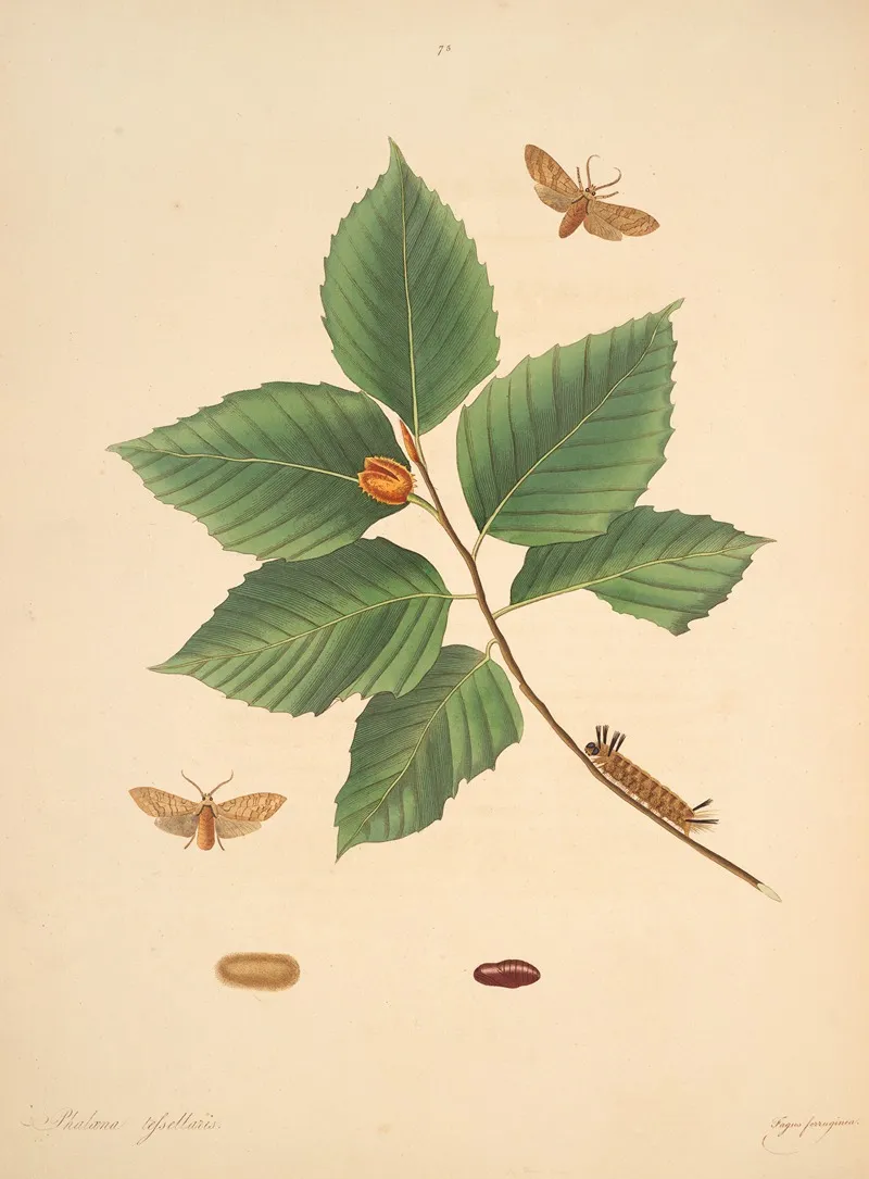 The Natural History Of The Rarer Lepidopterous Insects Of Georgia Pl 075 Wall Art by James Edward Smith - High-Resolution Digital Print