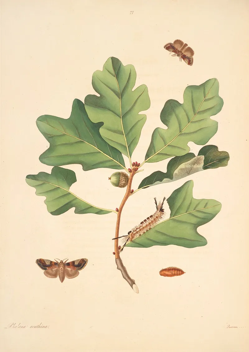 The Natural History Of The Rarer Lepidopterous Insects Of Georgia Pl 077 Wall Art by James Edward Smith - High-Resolution Digital Print