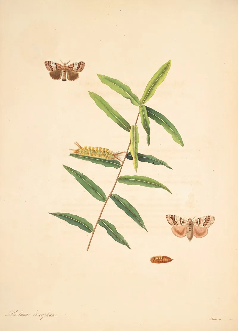 The Natural History Of The Rarer Lepidopterous Insects Of Georgia Pl 078 Wall Art by James Edward Smith - High-Resolution Digital Print