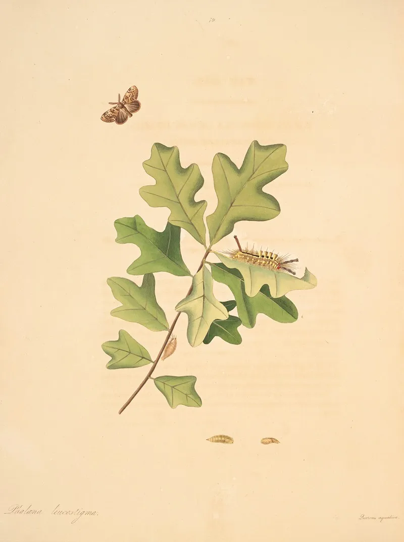 The Natural History Of The Rarer Lepidopterous Insects Of Georgia Pl 079 Wall Art by James Edward Smith - High-Resolution Digital Print