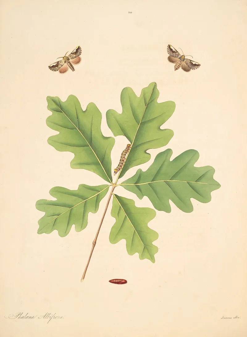 The Natural History Of The Rarer Lepidopterous Insects Of Georgia Pl 080 Wall Art by James Edward Smith - High-Resolution Digital Print