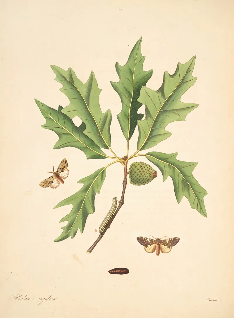 The Natural History Of The Rarer Lepidopterous Insects Of Georgia Pl 083 Wall Art by James Edward Smith - High-Resolution Digital Print