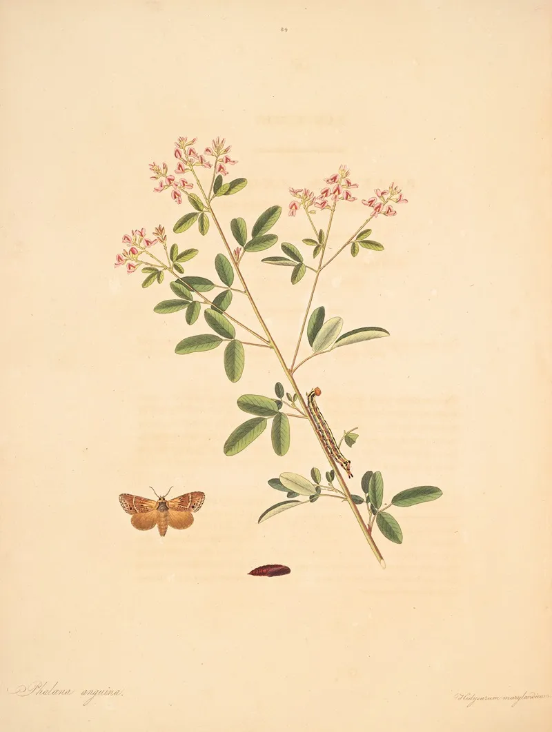 The Natural History Of The Rarer Lepidopterous Insects Of Georgia Pl 084 Wall Art by James Edward Smith - High-Resolution Digital Print