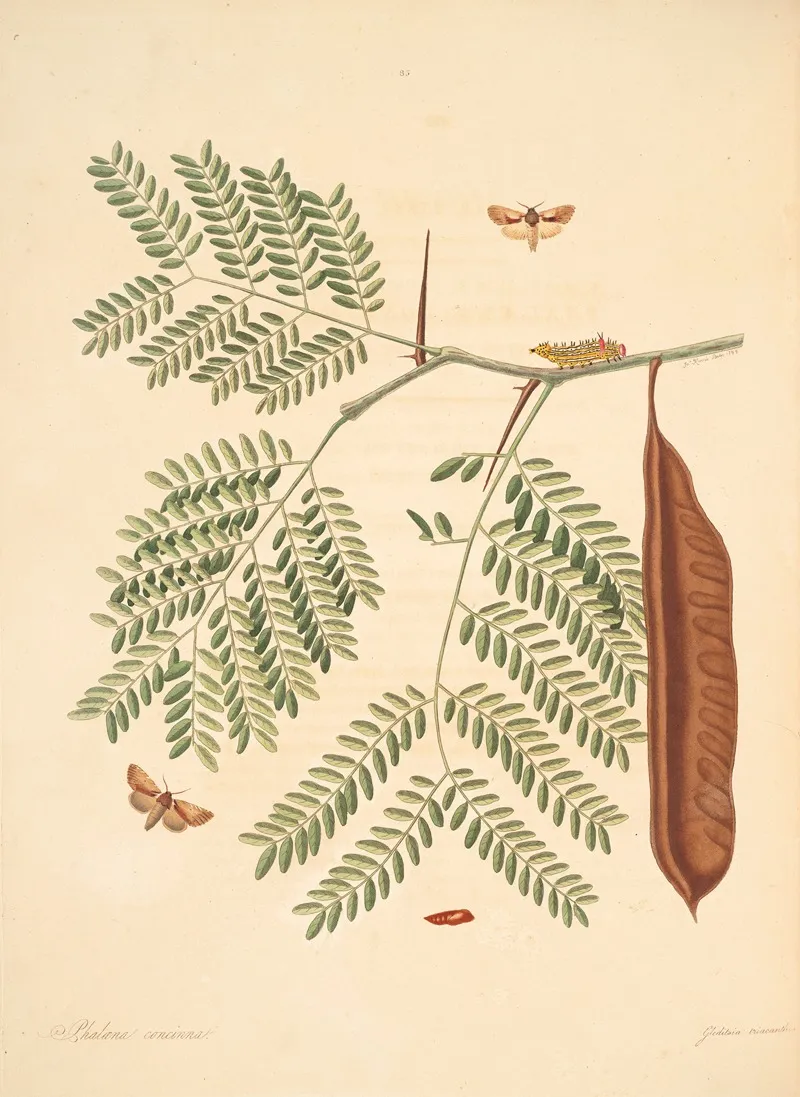The Natural History Of The Rarer Lepidopterous Insects Of Georgia Pl 085 Wall Art by James Edward Smith - High-Resolution Digital Print