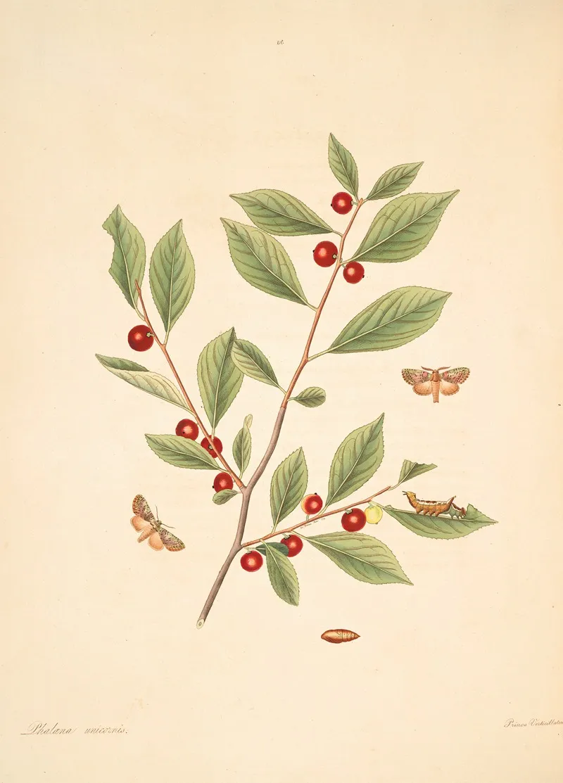 The Natural History Of The Rarer Lepidopterous Insects Of Georgia Pl 086 Wall Art by James Edward Smith - High-Resolution Digital Print