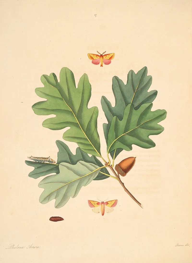 The Natural History Of The Rarer Lepidopterous Insects Of Georgia Pl 087 Wall Art by James Edward Smith - High-Resolution Digital Print