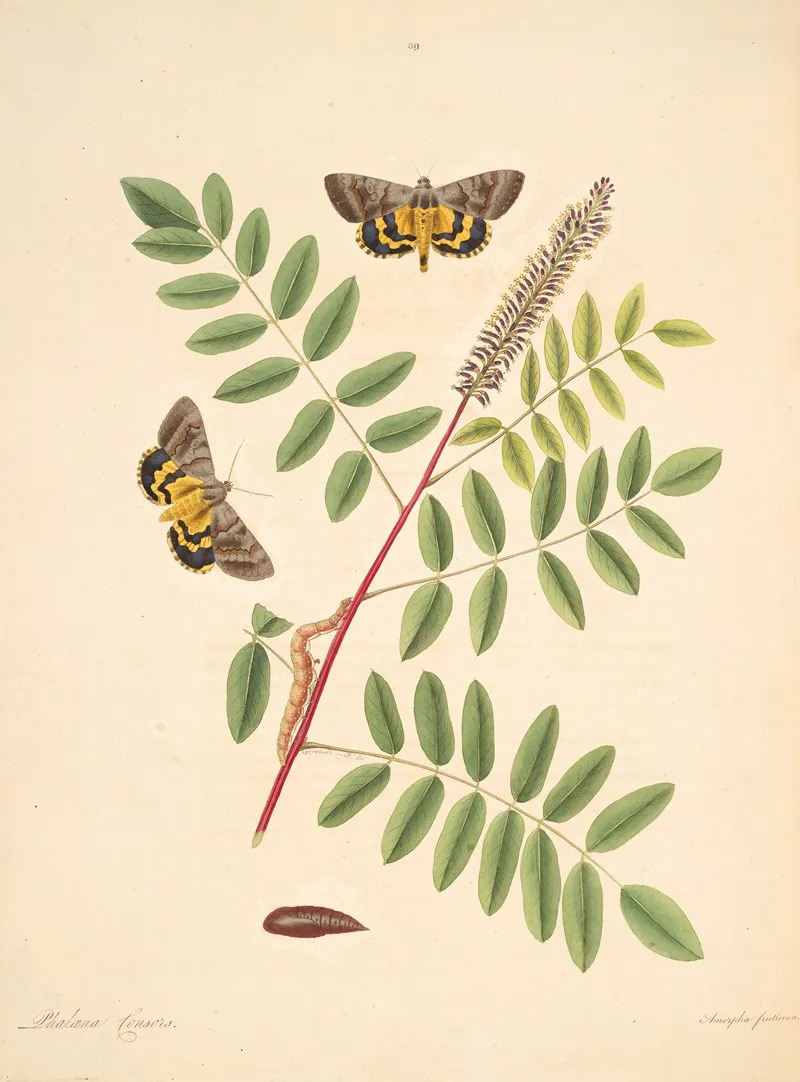The Natural History Of The Rarer Lepidopterous Insects Of Georgia Pl 089 Wall Art by James Edward Smith - High-Resolution Digital Print