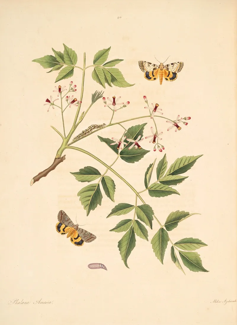 The Natural History Of The Rarer Lepidopterous Insects Of Georgia Pl 090 Wall Art by James Edward Smith - High-Resolution Digital Print