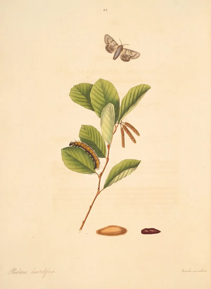 The Natural History Of The Rarer Lepidopterous Insects Of Georgia Pl 092 Wall Art by James Edward Smith - High-Resolution Digital Print