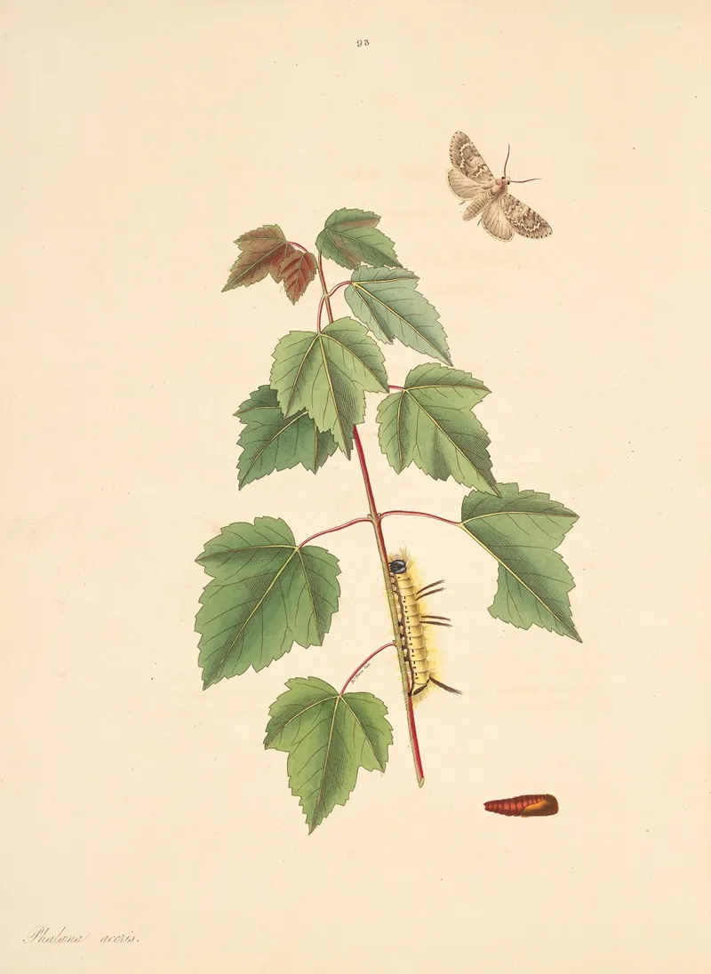 The Natural History Of The Rarer Lepidopterous Insects Of Georgia Pl 093 Wall Art by James Edward Smith - High-Resolution Digital Print