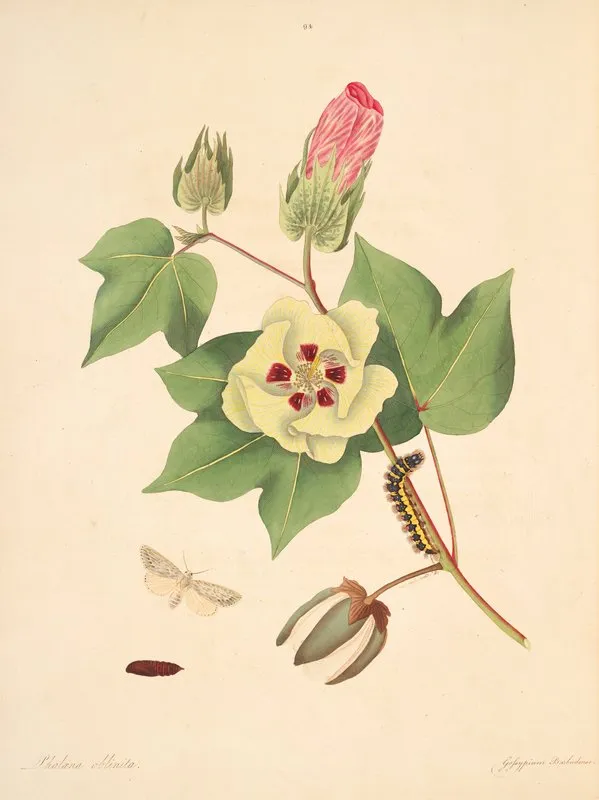 The Natural History Of The Rarer Lepidopterous Insects Of Georgia Pl 094 Wall Art by James Edward Smith - High-Resolution Digital Print