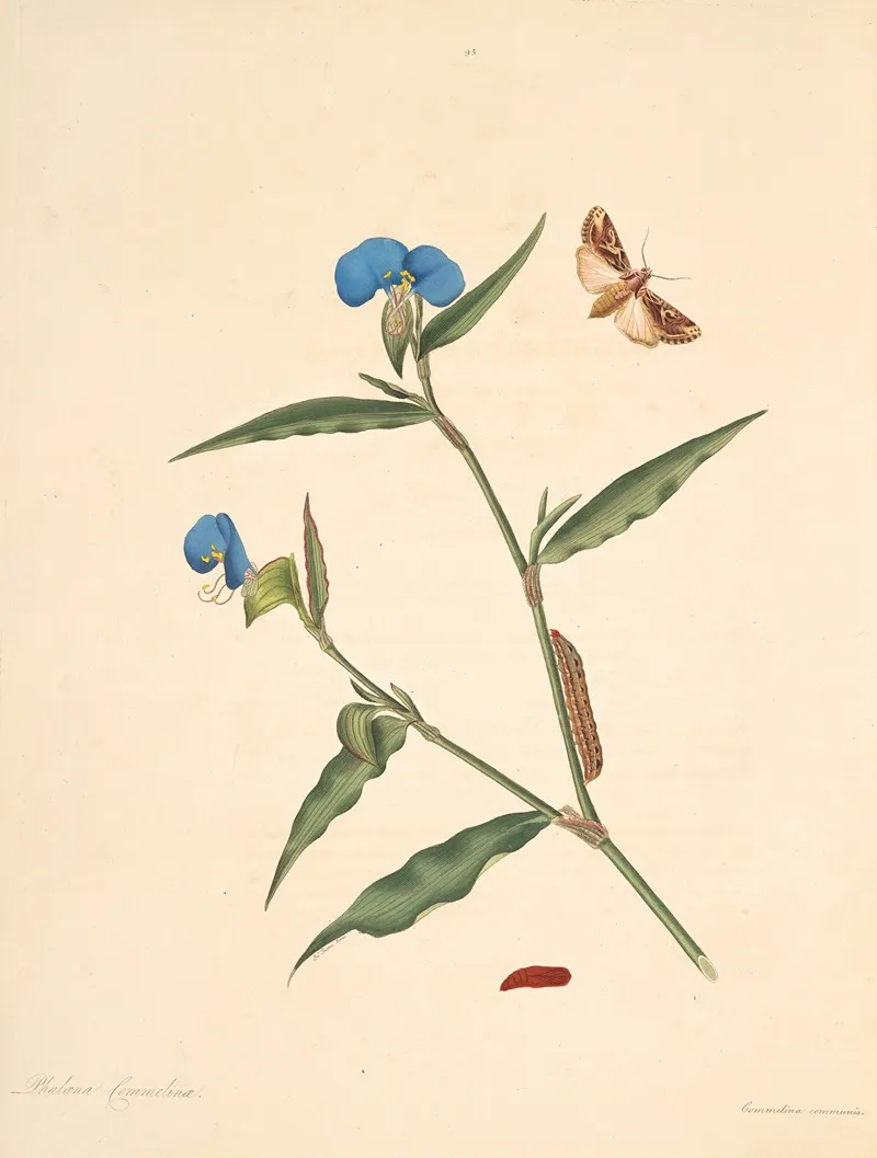 The Natural History Of The Rarer Lepidopterous Insects Of Georgia Pl 095 Wall Art by James Edward Smith - High-Resolution Digital Print