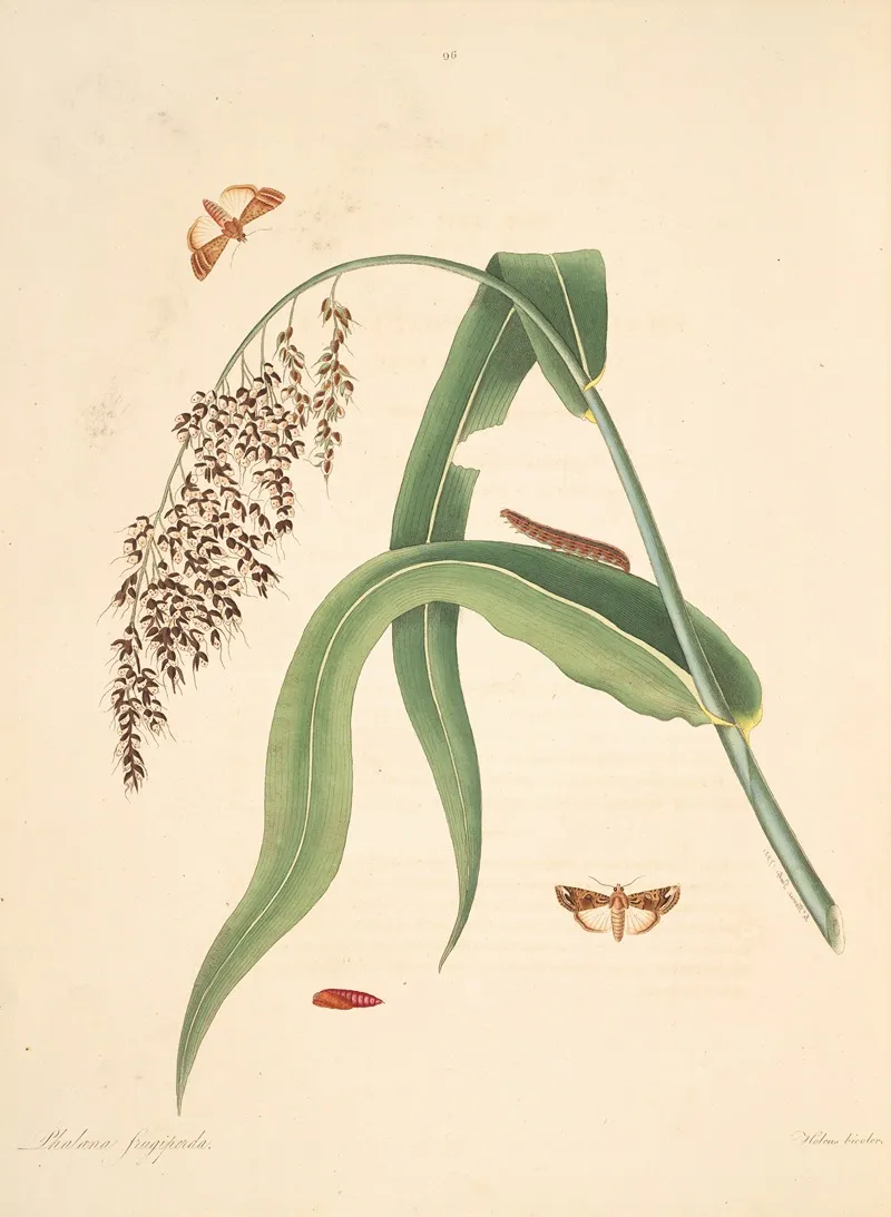 The Natural History Of The Rarer Lepidopterous Insects Of Georgia Pl 096 Wall Art by James Edward Smith - High-Resolution Digital Print