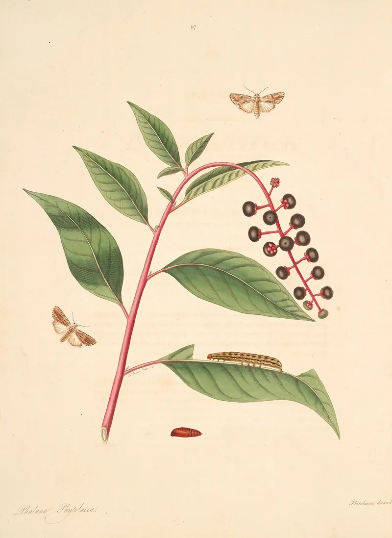 The Natural History Of The Rarer Lepidopterous Insects Of Georgia Pl 097 Wall Art by James Edward Smith - High-Resolution Digital Print