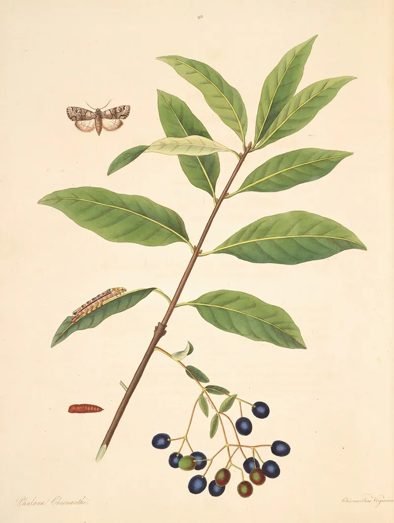 The Natural History Of The Rarer Lepidopterous Insects Of Georgia Pl 098 Wall Art by James Edward Smith - High-Resolution Digital Print
