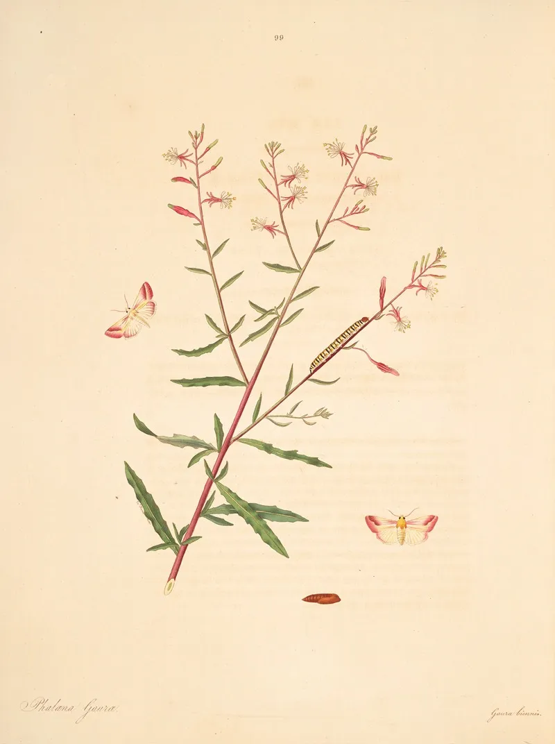 The Natural History Of The Rarer Lepidopterous Insects Of Georgia Pl 099 Wall Art by James Edward Smith - High-Resolution Digital Print