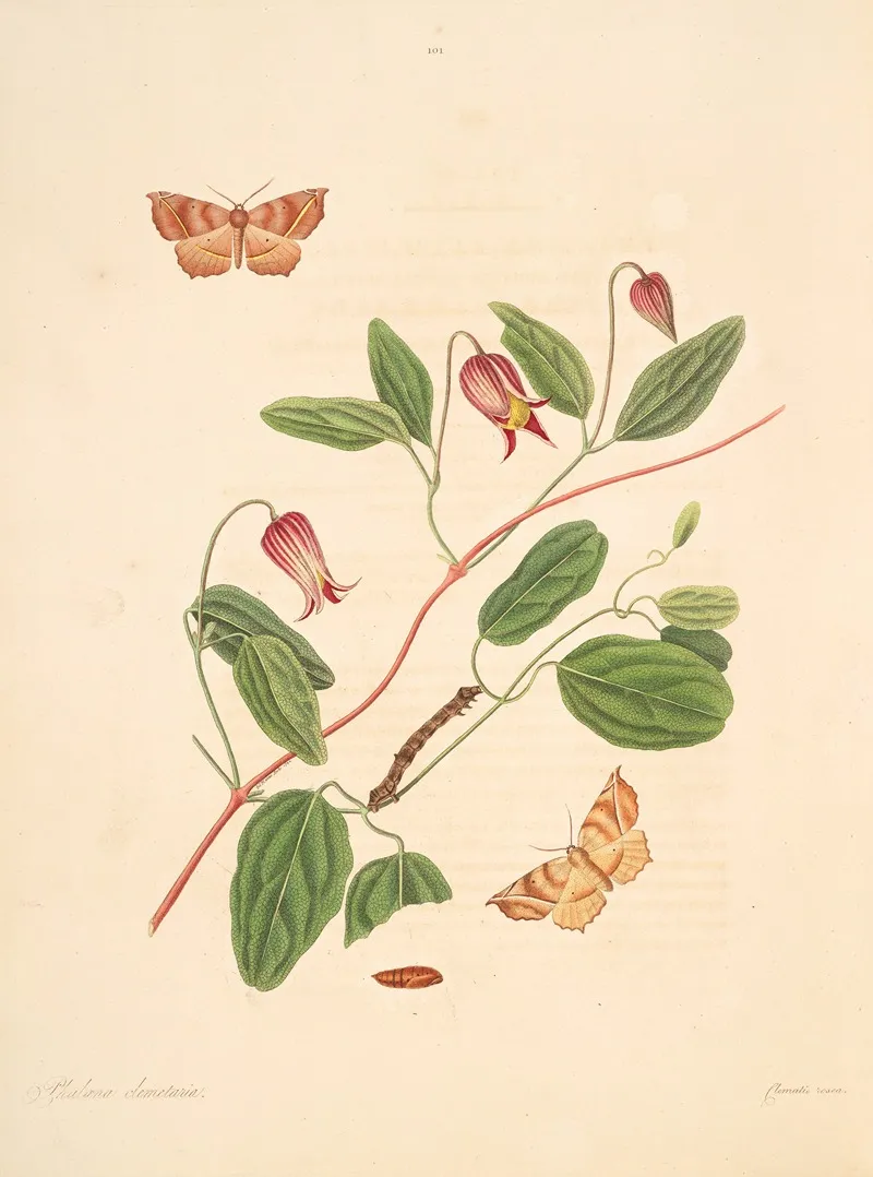 The Natural History Of The Rarer Lepidopterous Insects Of Georgia Pl 101 Wall Art by James Edward Smith - High-Resolution Digital Print